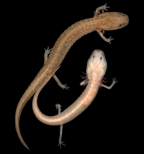 The Cascade Caverns Salamander (Eurycea latitans) has both subterranean and surface-adapted forms occurring in the same population. Pictured are two individuals from Honey Creek Cave, one captured on the surface (top) and the other from within the cave.